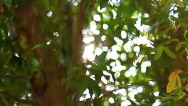 4k实拍唯美光影阳光透过植物风光空镜头视频的预览图